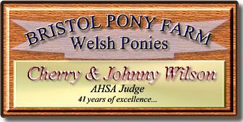 Welcome to Bristol Miniature Shetlands, home of Shetland Ponies in a Miniature Horse package!